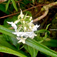 Calanthe sylvatica Orchidaceae  Indigène La Réunion 1310.jpeg